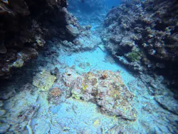 石垣島　ウミガメシュノーケル　マリンショップHAPPYに投稿された画像（2026/8/17）