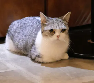 猫カフェモカ　新宿店に投稿された画像（2026/8/17）