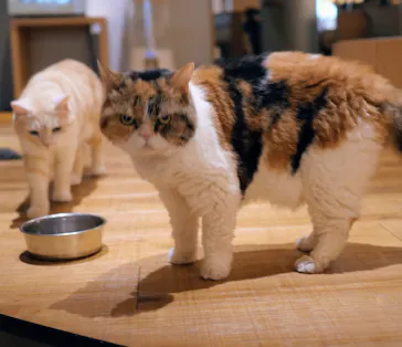猫カフェモカ　新宿店に投稿された画像（2026/8/17）