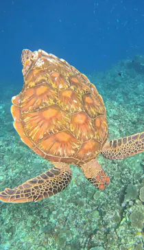 マーレ石垣島に投稿された画像（2026/8/17）