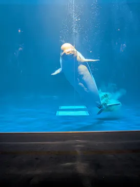 島根県立 しまね海洋館に投稿された画像（2026/8/17）