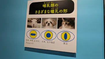 特別展「いきもの超ワールド展　国立科学博物館×ダーウィンが来た！」（国立科学博物館）に投稿された画像（2026/8/17）