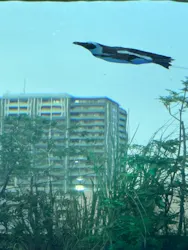 サンシャイン水族館に投稿された画像（2026/8/17）