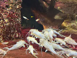 サンシャイン水族館に投稿された画像（2026/8/17）