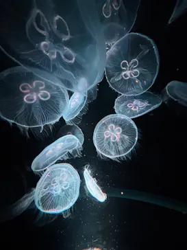京都水族館に投稿された画像（2026/8/17）