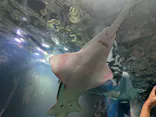 マクセル アクアパーク品川に投稿された画像（2026/8/17）