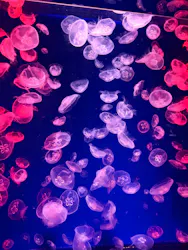 名古屋港水族館に投稿された画像（2026/8/17）