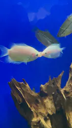 サンシャイン水族館に投稿された画像（2026/8/17）