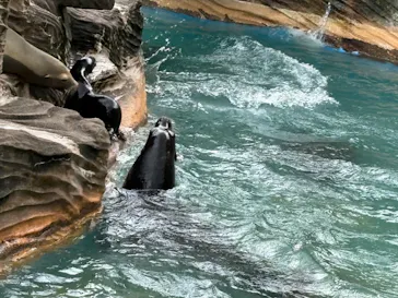 名古屋市東山動植物園に投稿された画像（2026/8/17）