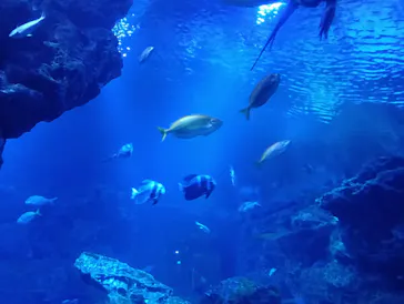京都水族館に投稿された画像（2026/8/17）