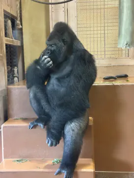 名古屋市東山動植物園に投稿された画像（2026/8/17）