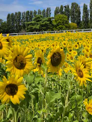 滋賀農業公園ブルーメの丘に投稿された画像（2026/8/17）