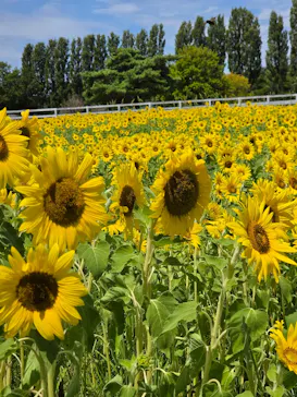滋賀農業公園ブルーメの丘に投稿された画像（2026/8/17）