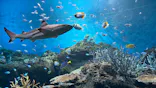 アクアワールド茨城県大洗水族館に投稿された画像（2026/8/18）