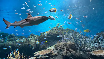 アクアワールド茨城県大洗水族館に投稿された画像（2026/8/17）