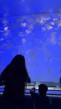 アクアワールド茨城県大洗水族館に投稿された画像（2026/8/17）
