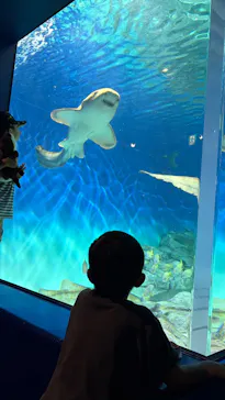 アクアワールド茨城県大洗水族館に投稿された画像（2026/8/17）