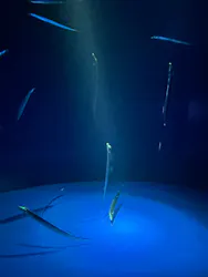 サンシャイン水族館に投稿された画像（2026/8/17）