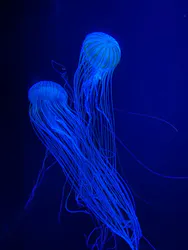 サンシャイン水族館に投稿された画像（2026/8/17）