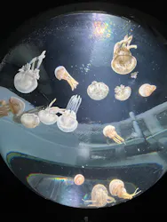 サンシャイン水族館に投稿された画像（2026/8/17）
