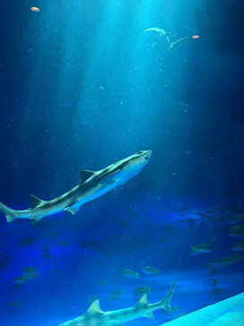 のとじま水族館に投稿された画像（2026/8/17）