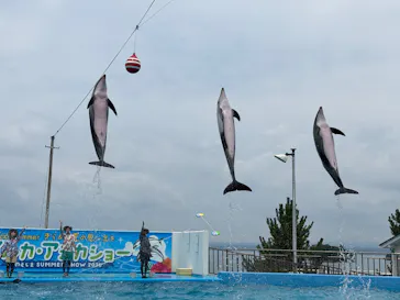のとじま水族館に投稿された画像（2026/8/17）