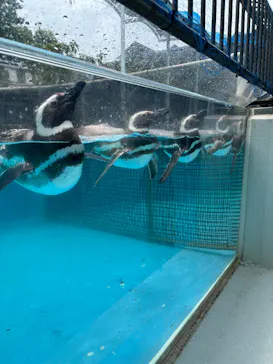 のとじま水族館に投稿された画像（2026/8/17）