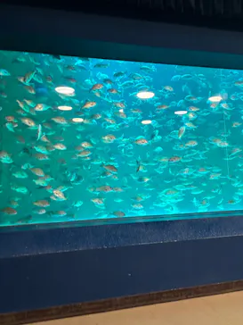 のとじま水族館に投稿された画像（2026/8/17）