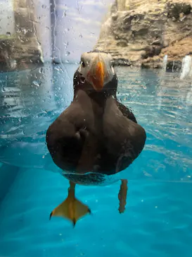 アクアワールド茨城県大洗水族館に投稿された画像（2026/8/18）