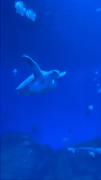 アクアワールド茨城県大洗水族館に投稿された画像（2026/8/18）