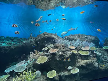 アクアワールド茨城県大洗水族館に投稿された画像（2026/8/18）