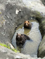 のぼりべつクマ牧場に投稿された画像（2026/8/18）