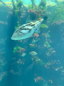 環境水族館アクアマリンふくしまに投稿された画像（2026/8/18）
