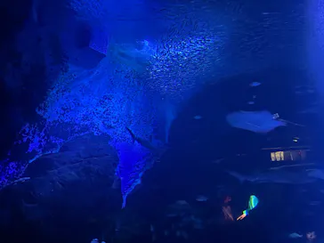 マリンワールド海の中道に投稿された画像（2026/8/18）