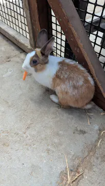 しろとり動物園に投稿された画像（2026/8/18）