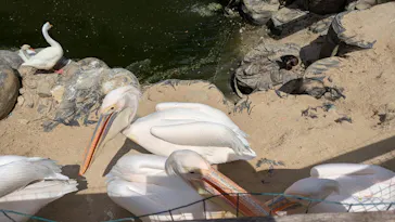 しろとり動物園に投稿された画像（2026/8/18）