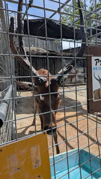 しろとり動物園に投稿された画像（2026/8/18）