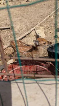 しろとり動物園に投稿された画像（2026/8/18）