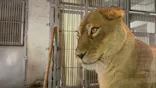 天王寺動物園に投稿された画像（2026/8/18）