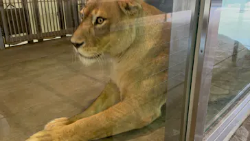 天王寺動物園に投稿された画像（2026/8/18）