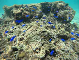 武藤潜水に投稿された画像（2026/8/18）