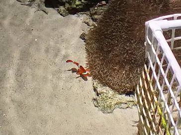 沖縄美ら海水族館に投稿された画像（2026/8/18）