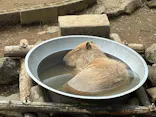 伊豆シャボテン動物公園に投稿された画像（2026/8/18）