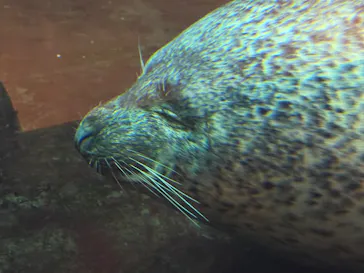 仙台うみの杜水族館に投稿された画像（2026/8/18）