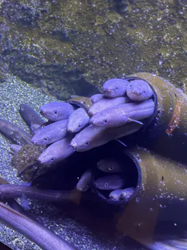 仙台うみの杜水族館に投稿された画像（2026/8/18）