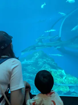 アクアワールド茨城県大洗水族館に投稿された画像（2026/8/18）