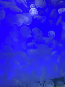 アクアワールド茨城県大洗水族館に投稿された画像（2026/8/18）