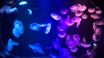 マリンワールド海の中道に投稿された画像（2026/8/18）