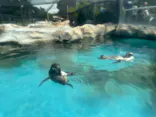東武動物公園に投稿された画像（2026/8/18）