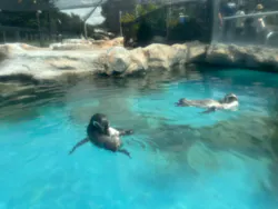 東武動物公園に投稿された画像（2026/8/18）